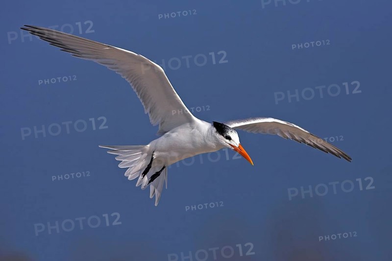 Royal Tern, (Sterna maxima), aerial photograph, USA, North America, Florida, Bowman's Beach, Sanibel, Florida, USA