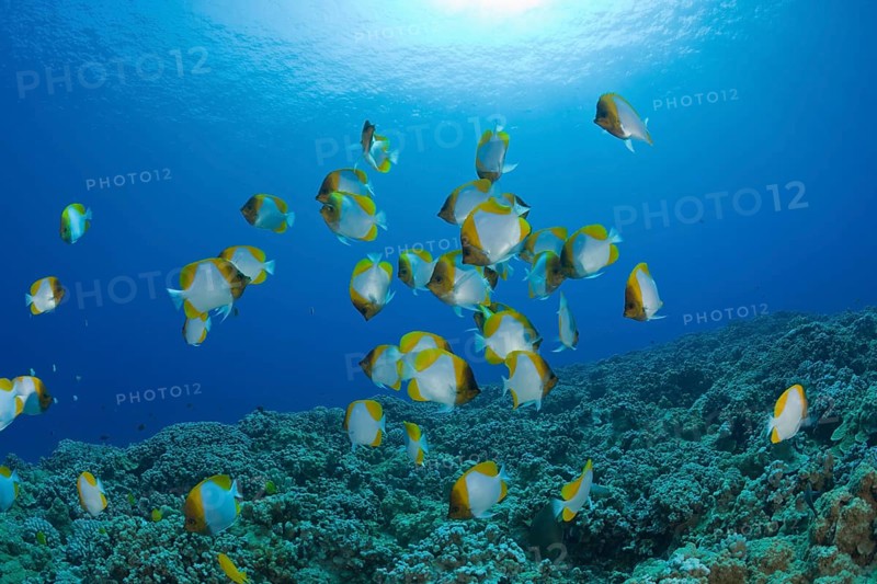 Shoal of Pyramid butterflyfish, Hemitaurichthys polyepis, Molokini Crater, Maui, Hawaii, USA