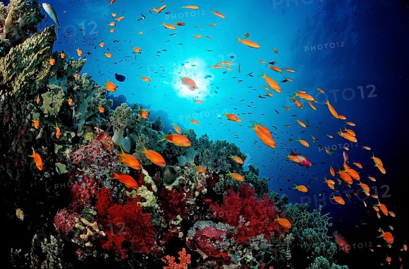Hawkfish and coral reef, Pseudanthias squamipinnis, Egypt, Red Sea, St. John's Reef