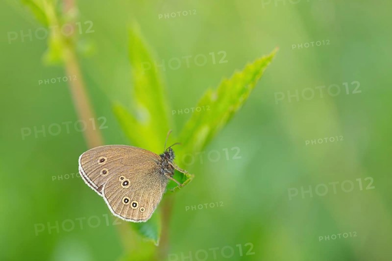 Brown forest bird, (Aphantopus hyperantus), chimney sweep, butterfly, insect, macro, Wadi Darbat, Salalah, Baden-Württemberg, Oman