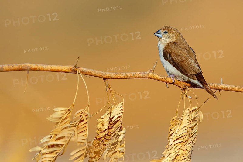 African silverbill, silver beak, silver pheasant, trusting bird, ornamental bird in Europe, family of finches, (Euodice), (Lonchura cantans), on perch, Ayn Tobroq and Ayn Athum junction, Salalah, Dhofar, Oman
