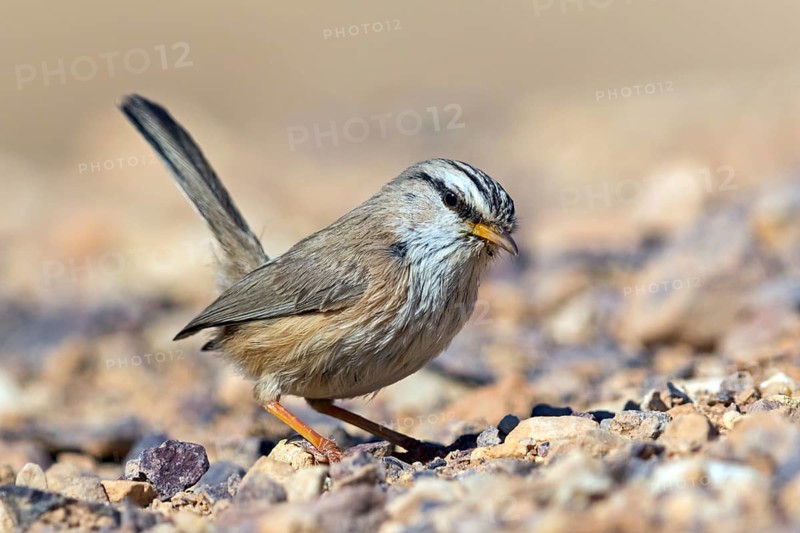 Desert Prinia, (Scotocerca inquieta), animals, birds, foraging, Israel