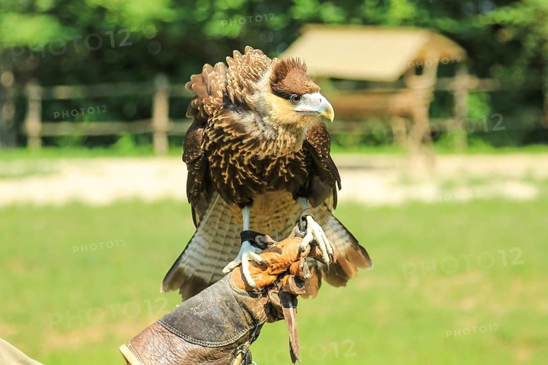 Trained hawk in the hand of the falconer with leather glove. Falconry birds of prey in the wild nature. Blurred background