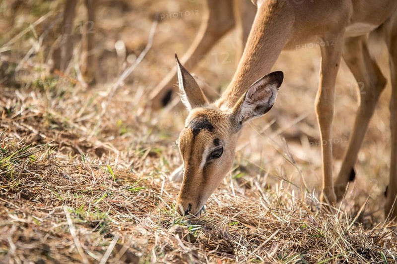 Female Impala eating grass in the Kruger National Park, South Africa