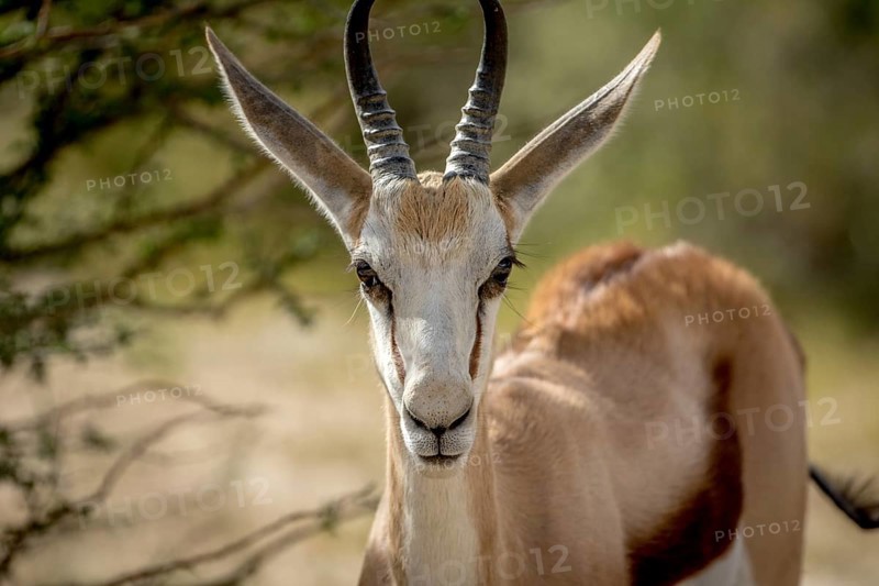 Close up of a Springbok in the Kalagadi Transfrontier Park, South Africa