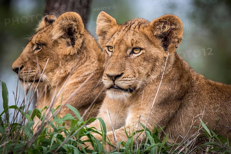 Starring Lion cubs in the Kruger National, South Africa