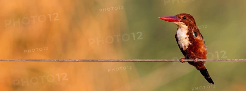 Brown kingfisher, (Halcyon smyrnensis), kingfisher, animals, birds, kingfisher family, Lahavot HaBashan Fish Ponds, Hula Valley, Northern District, Israel
