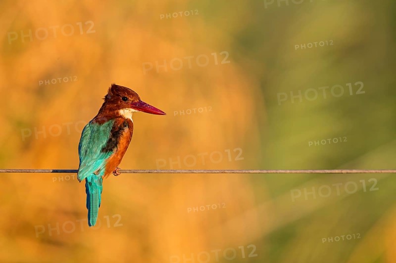 Brown kingfisher, (Halcyon smyrnensis), kingfisher, animals, birds, kingfisher family, Lahavot HaBashan Fish Ponds, Hula Valley, Northern District, Israel