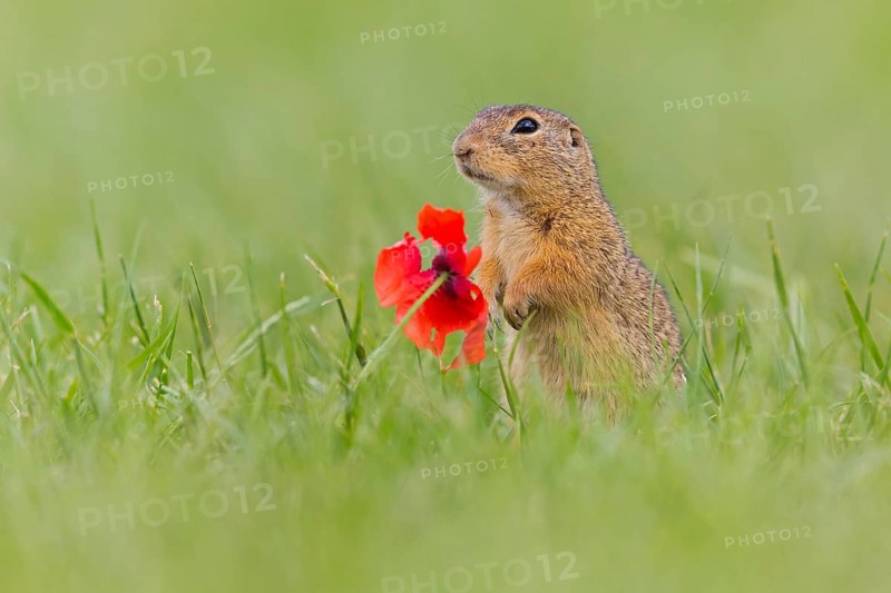 European ground squirrel, (Spermophilus citellus), Schlichtziesel, animals, mammals, family of squirrels, Lobau, Vienna, Lower Austria, Austria