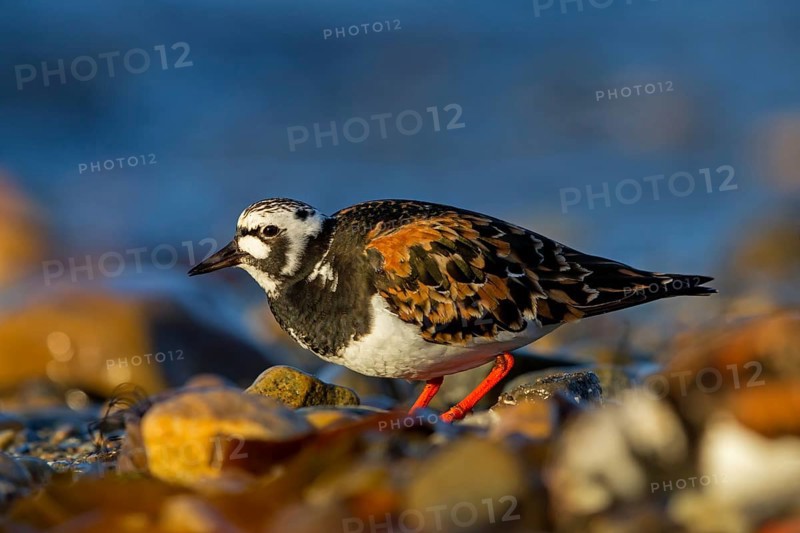 Turnstone, (Arenaria interpres), animals, birds, snipe family, biotope, habitat, foraging, Varanger, Finnmark, Norway