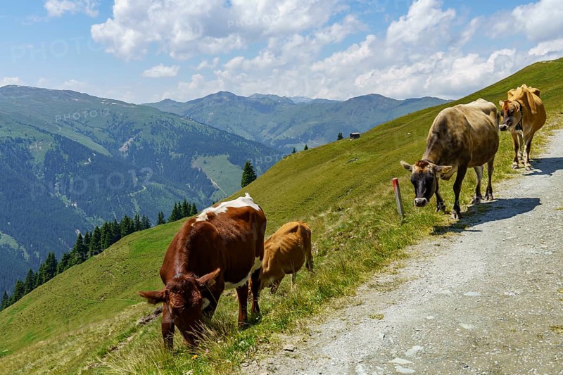 Several cows on a path in a green mountain landscape under a blue sky, mittersill, hohe tauern, austria