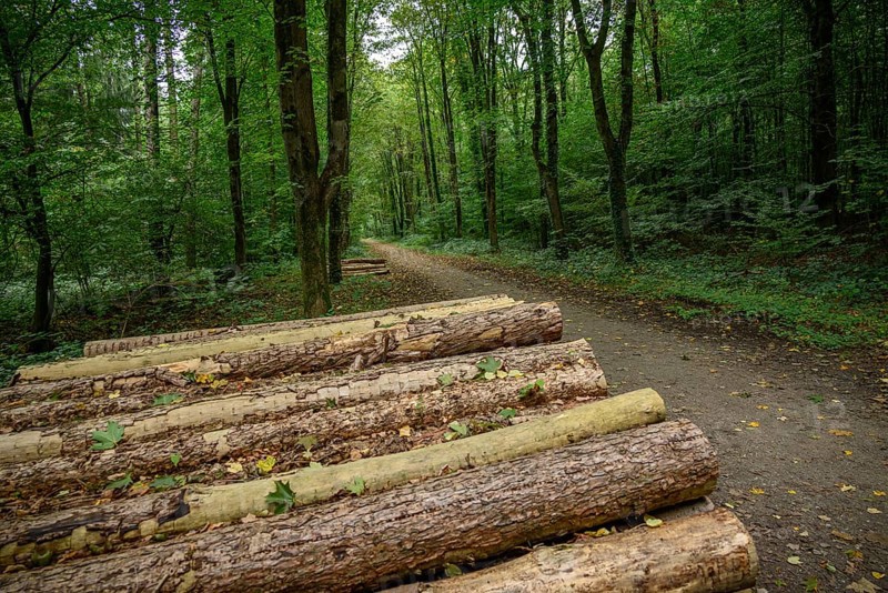 Logs stacked along a path in a green forest, weseke, münsterland, germany