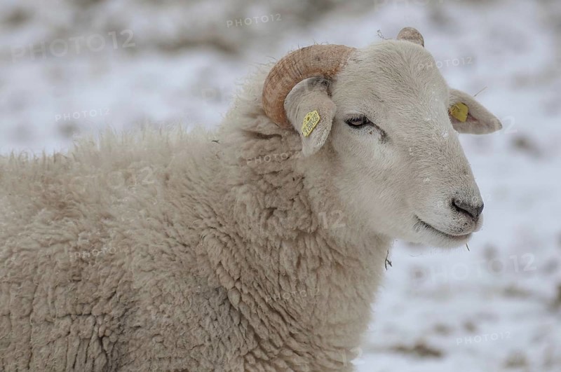 Close-up of a sheep with horns in a snowy field, sheep, borken, münsterland, germany