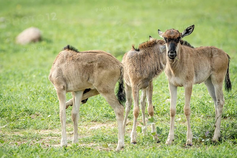 Three blue wildebeest calves standing in the grass in the Etosha National Park, Namibia
