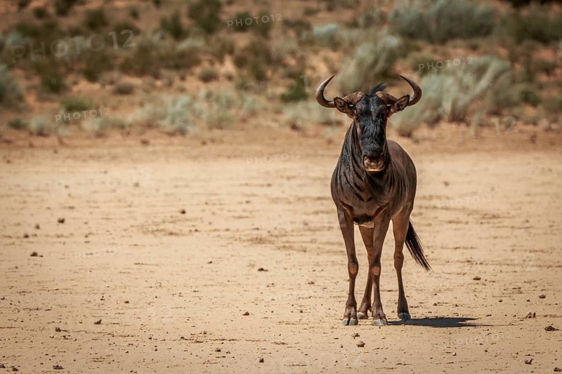 Blue wildebeest starring at the camera in the Kgalagadi Transfrontier Park, South Africa