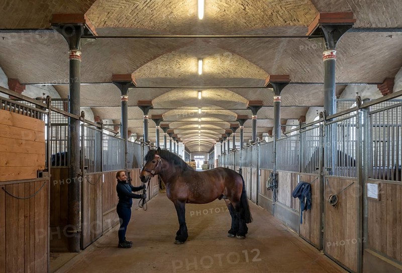 Warendorf, North Rhine-Westphalian State Stud, stable with cold-blooded stallion