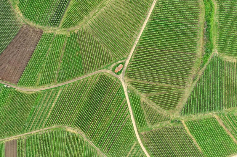 An image of an aerial view vineyard scenery at Kaiserstuhl Germany