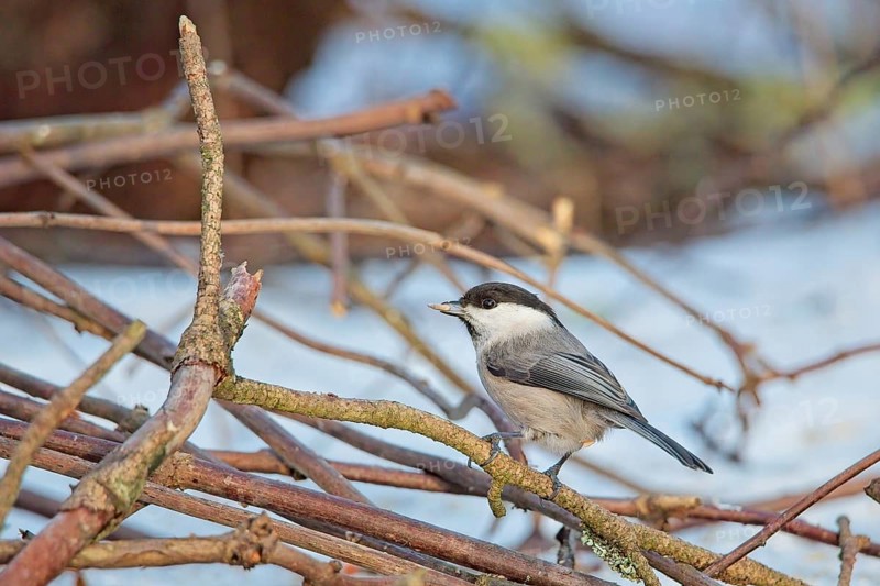 Willow tit (poecile montanus) perched on a tree branch in winter, Keinumäki, Helsinki, Finland