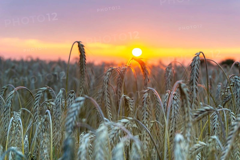 Beautiful sunset with a field of barley in the foreground. The ears of wheat glow in the orange sunlight. Beautiful sunset with wheat field in the front