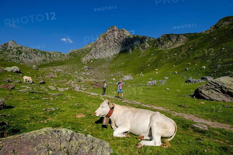 Cows on lac Casterau, Ayous lakes tour, Pyrenees National Park, Pyrenees Atlantiques, France