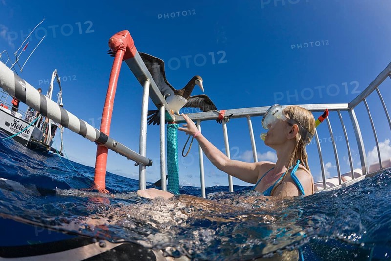 Curious seabird cage diving with sharks, Oahu, Pacific Ocean, Hawaii, USA