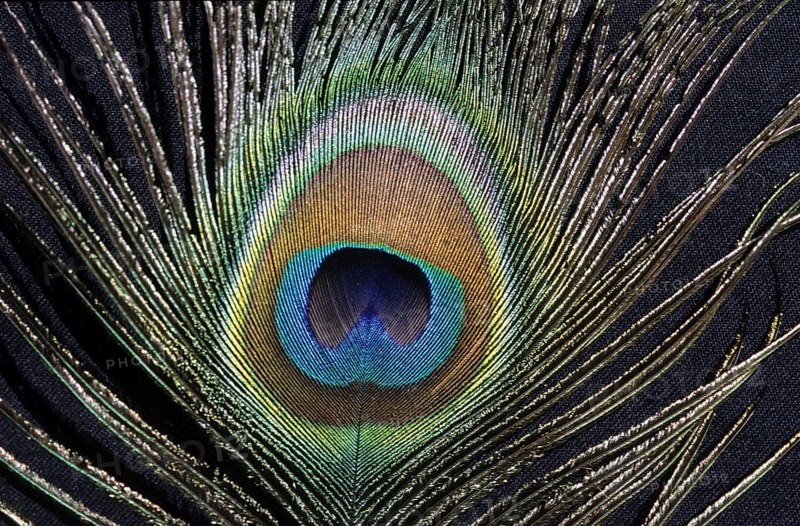 Peacock feather (Pavo scalloped ribbonfish)