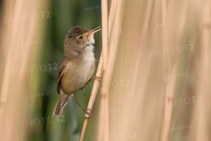 Reed Warbler (Acrocephalus scirpaceus)