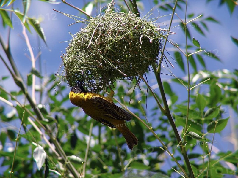 Cabani weaver (Ploceus intermedius)