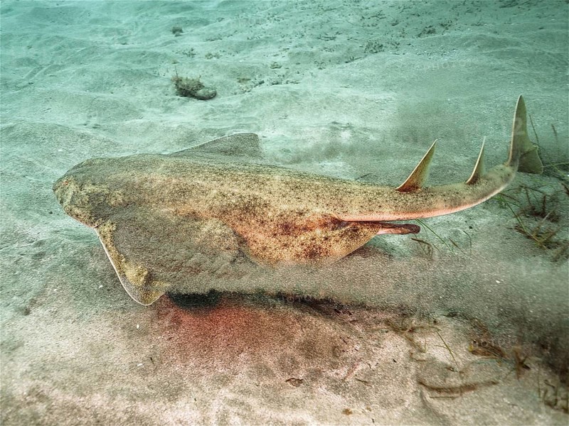 Angelshark (Squatina squatina)
