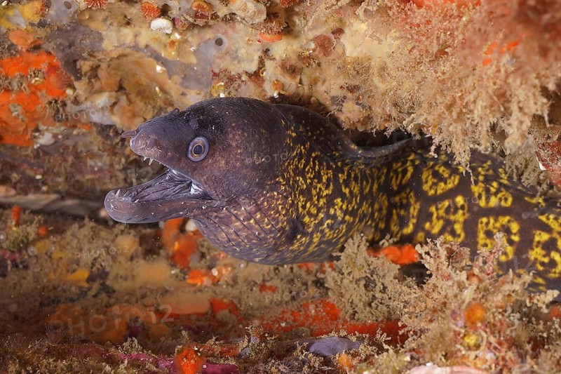 Mediterranean moray eel (Muraena helena)