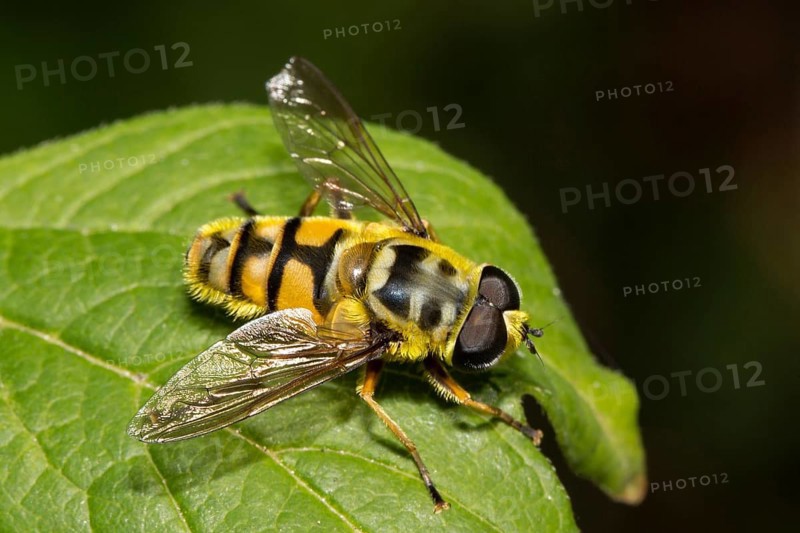 Death's-head hoverfly (Myathropa florea)