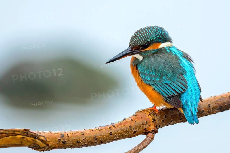 Kingfisher on the perching branch (Alcedo atthis)