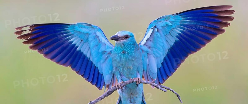 Roller, almond crow, (Coracias garrulus), animals, birds, raptors, raptor family, perch, biotope, habitat, spreads wings, Muselievo, Muselievo, Pleven, Bulgaria