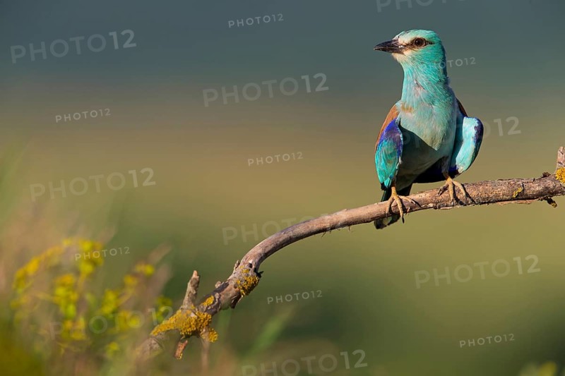Roller, Almond Crow, (Coracias garrulus), animals, birds, raptors, raptor family, perch, biotope, habitat, Muselievo, Muselievo, Pleven, Bulgaria