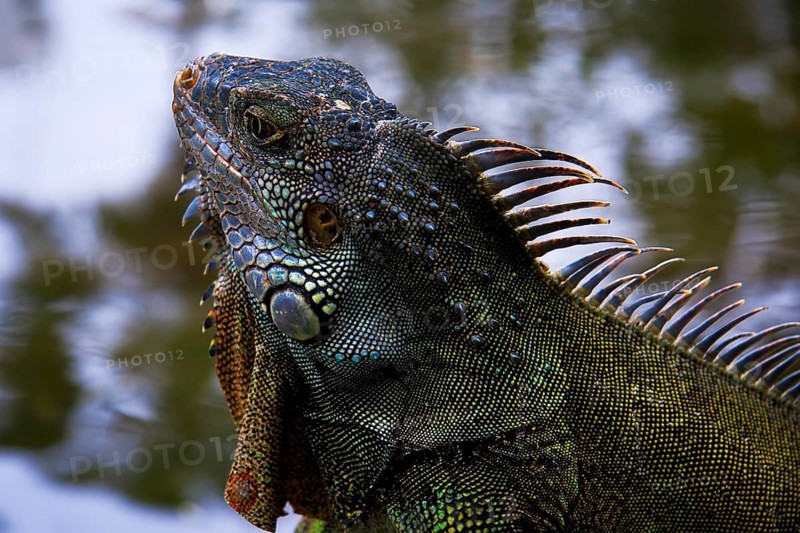 Reptile - colorful textured iguana close-up on nature background