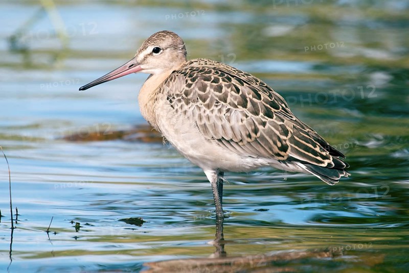 Black-tailed godwit (Limosa limosa), a young bird on the seaside meadow, marsh and pebble beach. Lake Ladoga in North-Western Russia