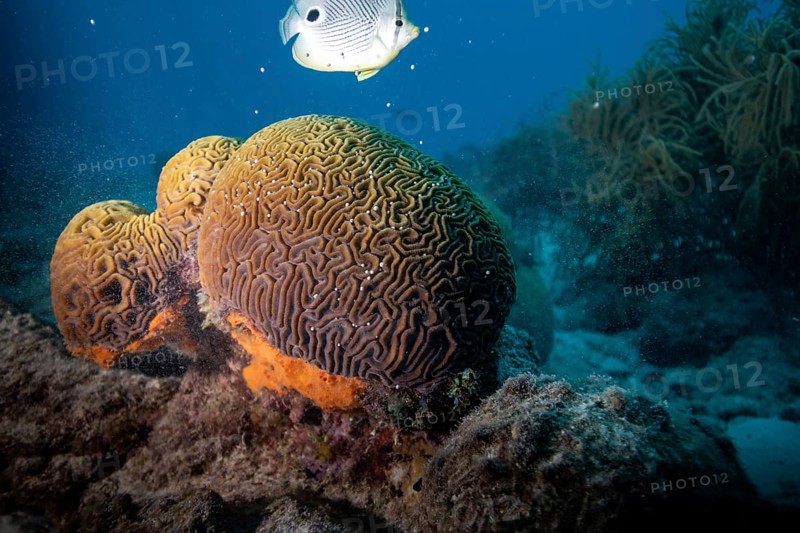 A fish swims near vibrant brain coral in an underwater seascape, Four-eye butterflyfish (Chaetodon capistratus), fish, tropical fish eating the spawn of a grooved brain coral, brain coral spawning event, coral gametes, Bonaire, Caribbean