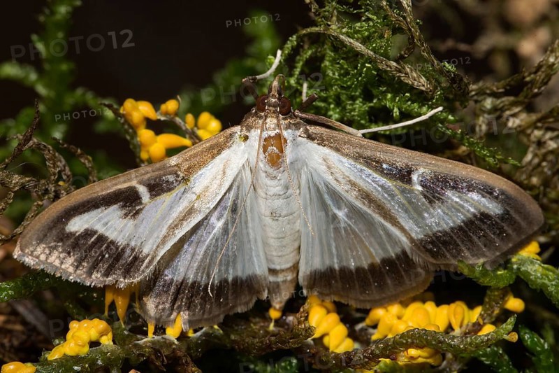 Box tree moth (Cydalima perspectalis)