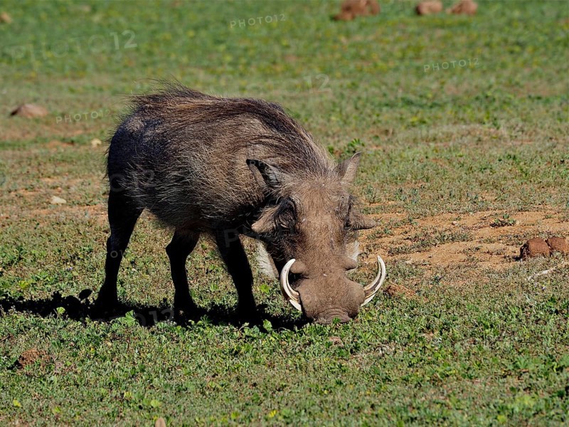 Warthog (Phacochoerus africanus)