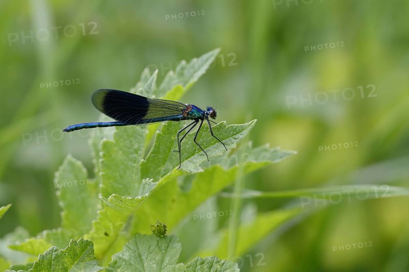 Banded demoiselle (Calopteryx splendens)