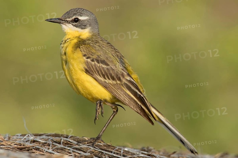 Yellow wagtail (Motacilla flava)