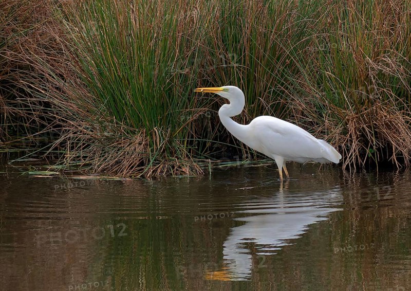 Great White Egret with fish (Ardea alba)