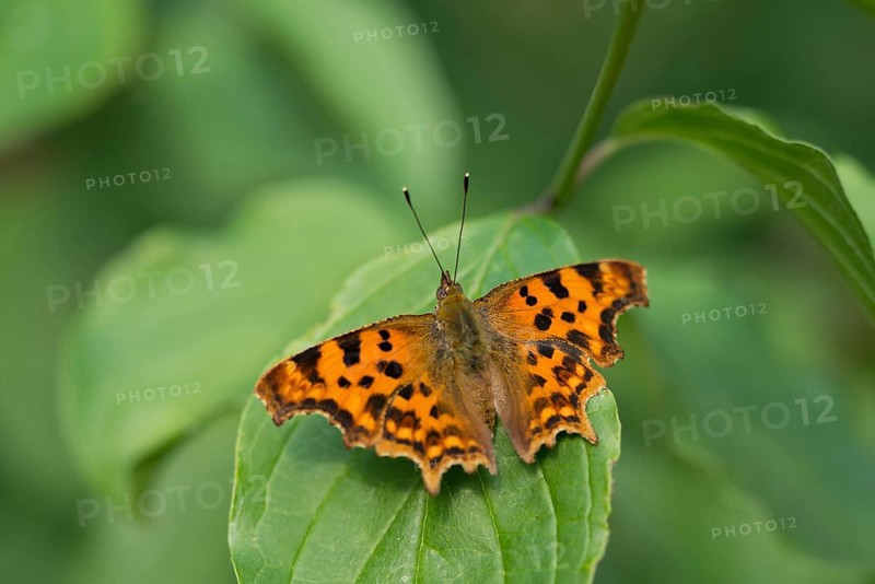 C-moth (Polygonia c-album)