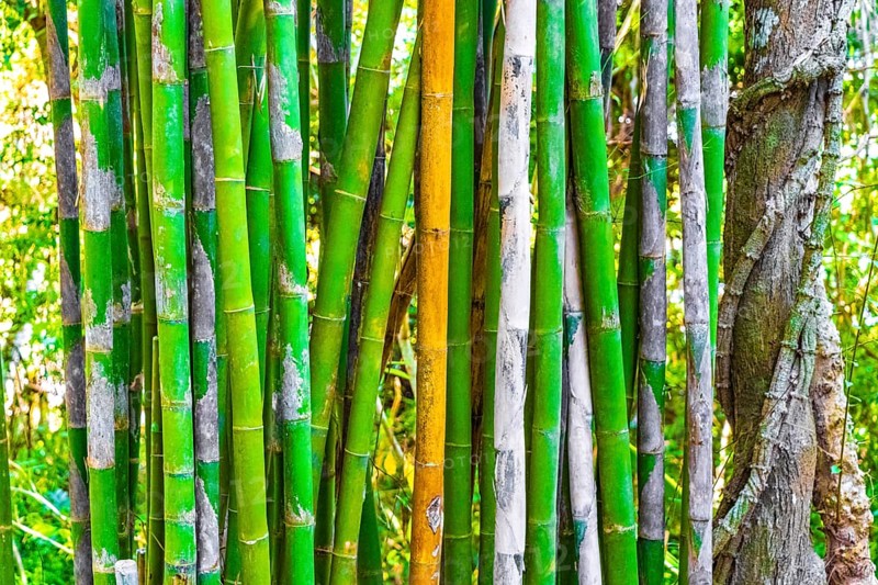 Green yellow bamboo trees in tropical forest of Luang Prabang Laos