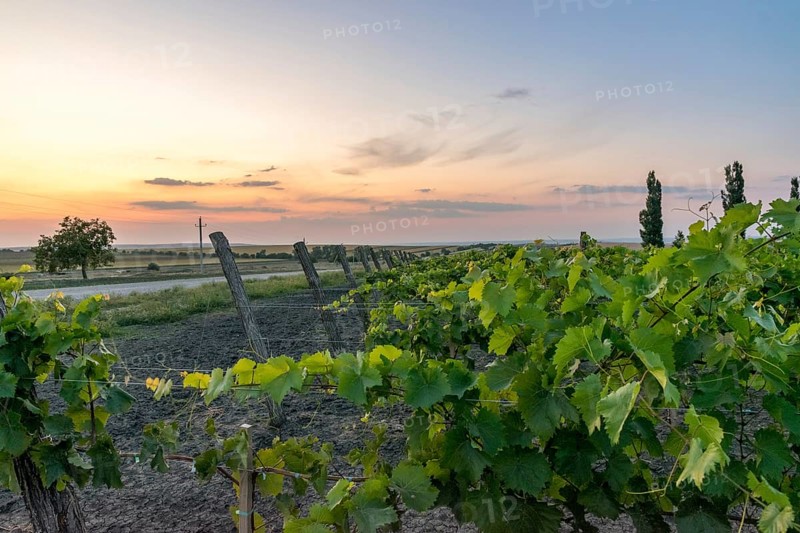 Beautiful Vineyard rows at sunset with trees in the background in Europe. Vineyards at sunset with beautiful sky