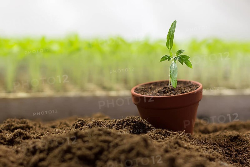 Tomato seedlings in a pot Organic gardening