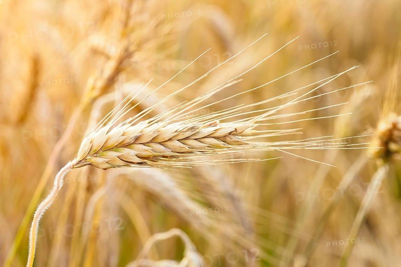 Golden ears of wheat on the field