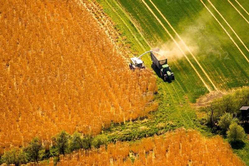 Harvesting with a combine harvester