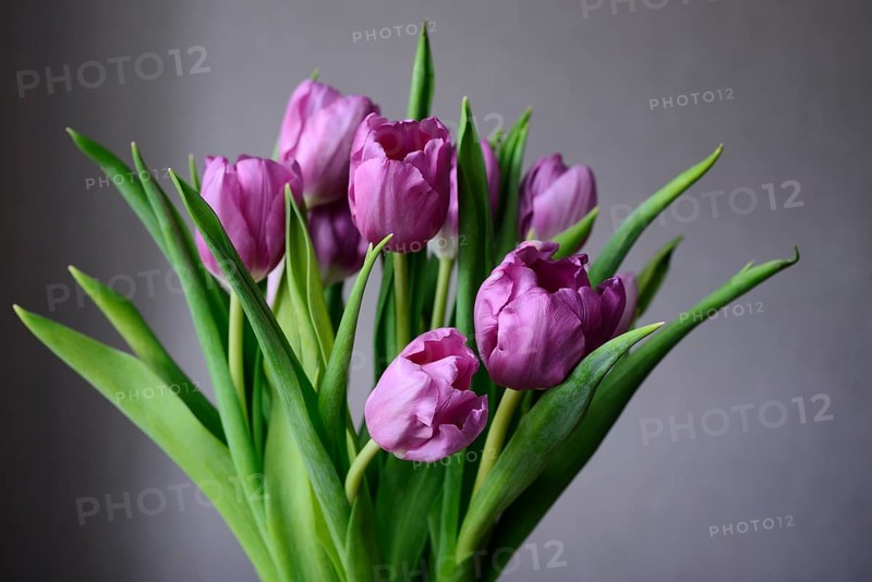 Bouquet of purple tulips on a neutral background