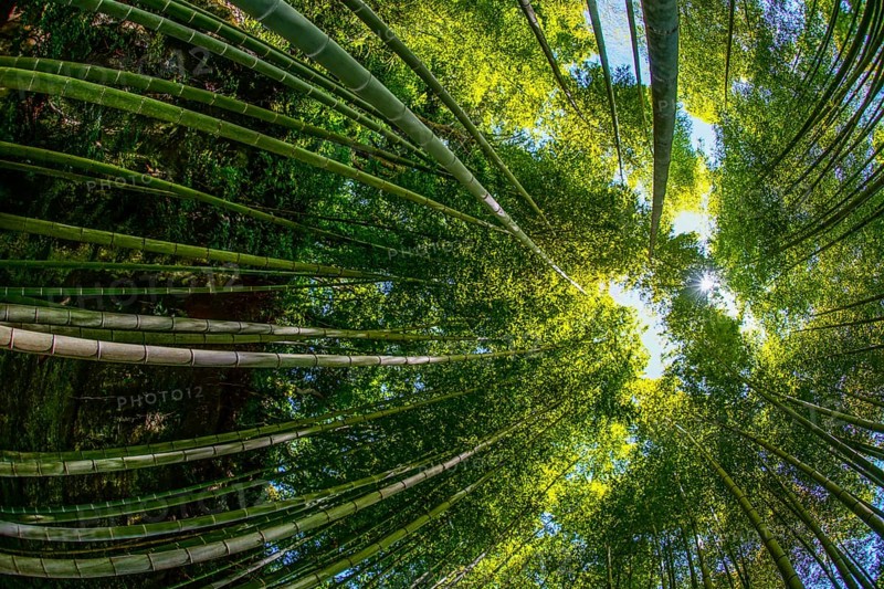 The sun peek from bamboo grove. Shooting Location: Kamakura, Kanagawa Prefecture